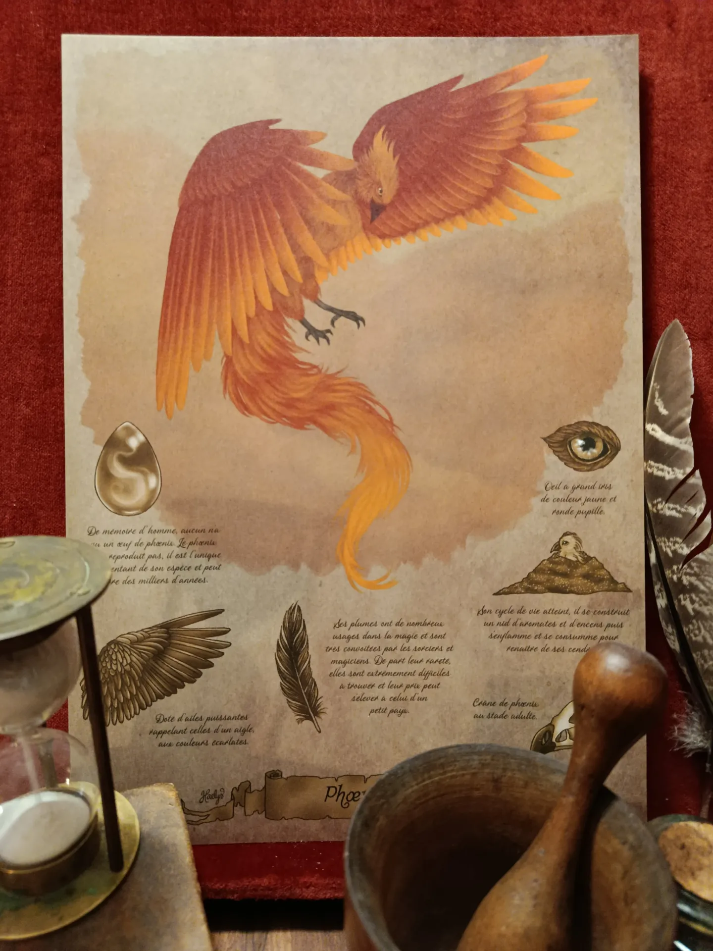 Planche phénix - poster A4