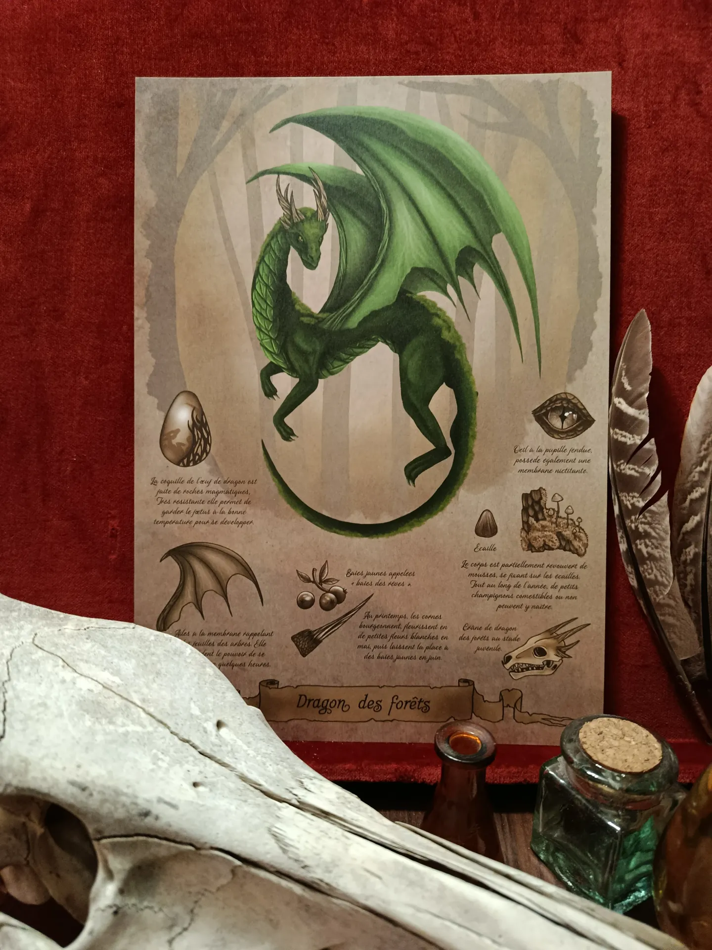 Planche dragon - poster A4